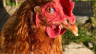 Were These Eggs Laid By Happy Chickens?