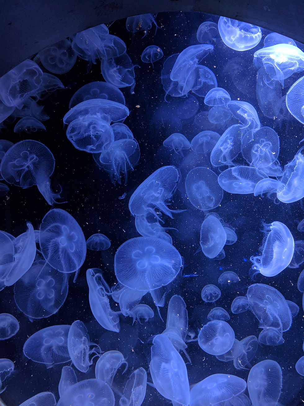 Visiter Aquarium Lisbonne - Voyage à Lisbonne Blog