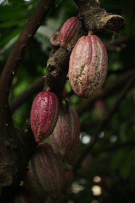 Image de Ly Le Minh