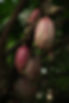 Image de Ly Le Minh
