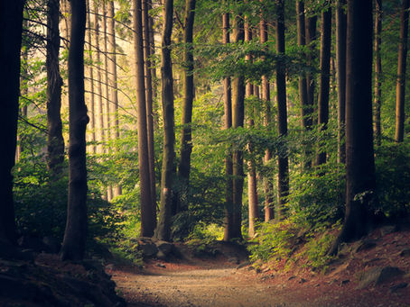 Forest Bathing