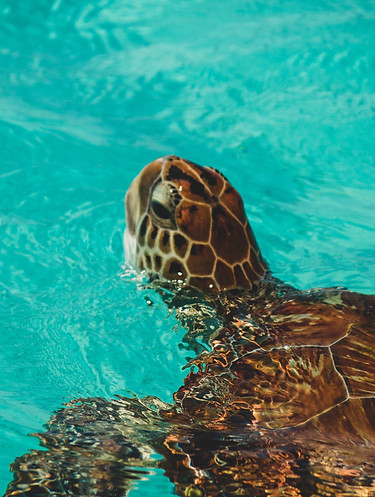 Snorkeling with Turtles