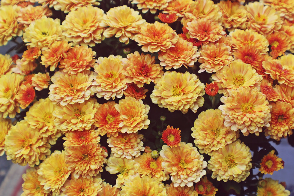 Image by Rebecca Matthews