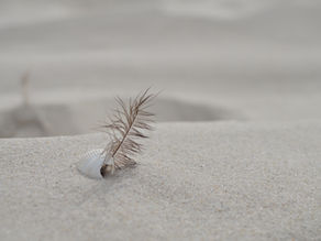 The Feather In The Sand By Michelle Mura