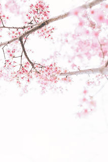 Image by TOMOKO UJI