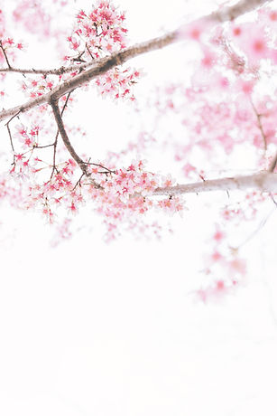 Image by TOMOKO UJI