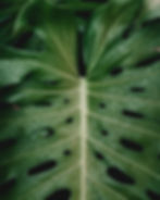 Image by Georgia de Lotz