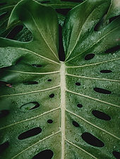 Image by Georgia de Lotz