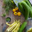 Thumbnail: Zucchini