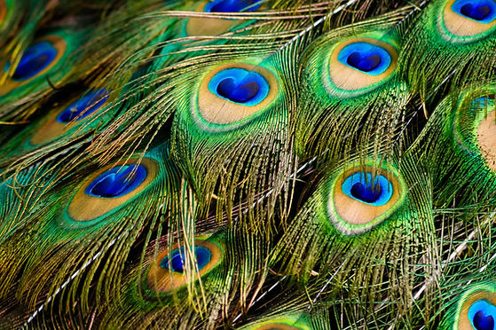 Image by Jorge Salvador