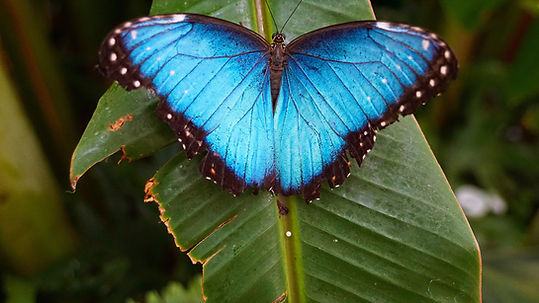 Blue butterfly symbolising letting go of having a baby