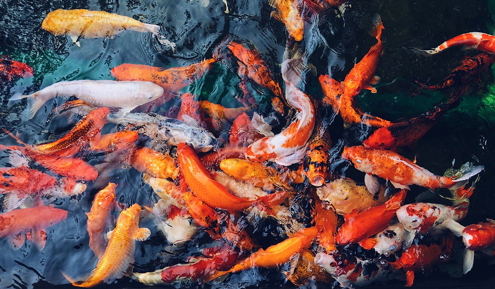What You Need to Know Before Buying a Koi Fish  