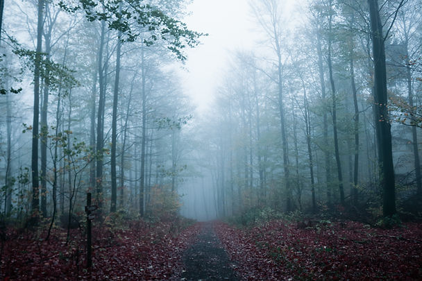 Image by Ibrahim Rifath
