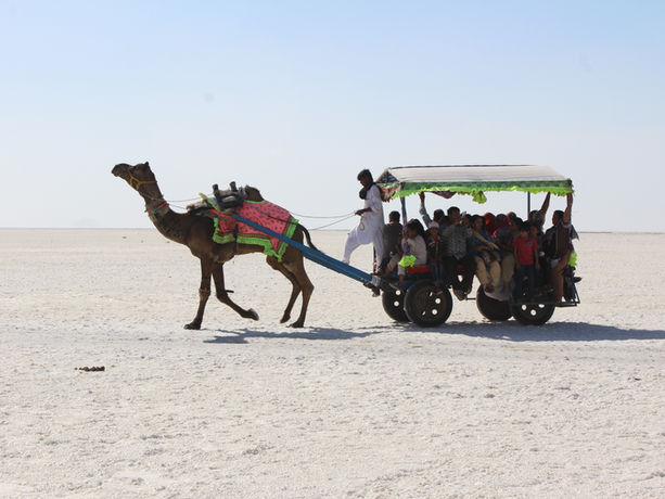 Dromedario che traina un carretto con persone sul deserto bianco di sale del Rann of Kutch in Gujarat