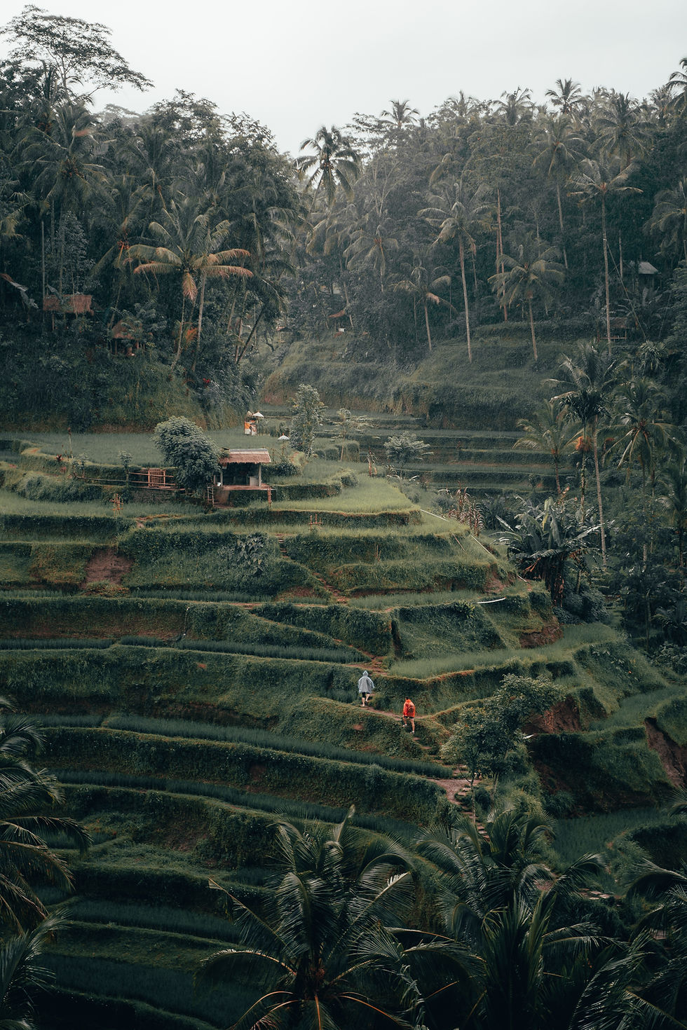 Image by Radoslav Bali