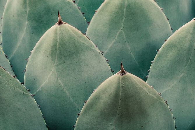 Image by Ryan Schram