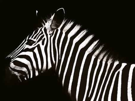 ein Zebra vor schwarzem Hintergrund