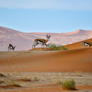 antilopi in namibia