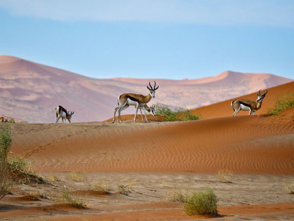 voyage namibie autotour