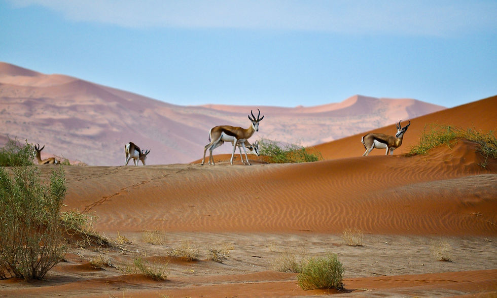 Central Kalahari Game Reserve