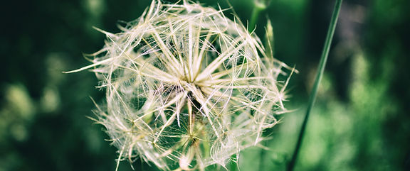 이미지 제공: Dan Musat