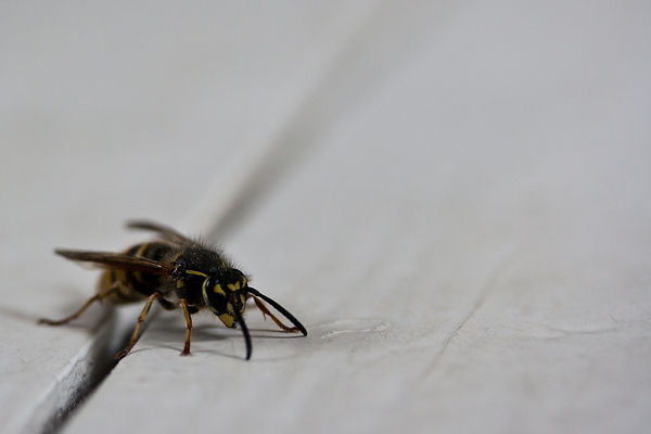 Image by Guido Jansen