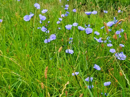 The Best Cover Crops and Why You Should Grow Them