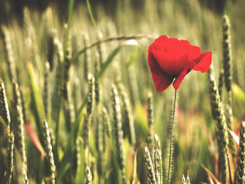 Wildflower