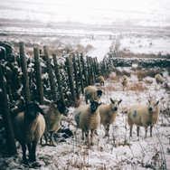 Snowy Sheep near Chesterfield
