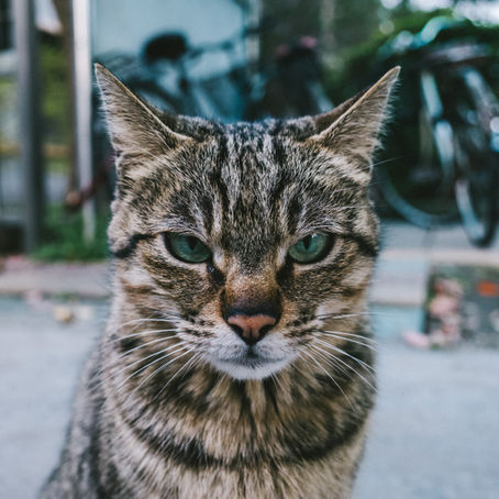 Nasopharyngeal Polyp in Felines