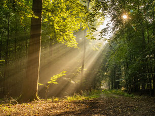Revitalize your mornings: a guide to establishing a fun and healthy morning routine"