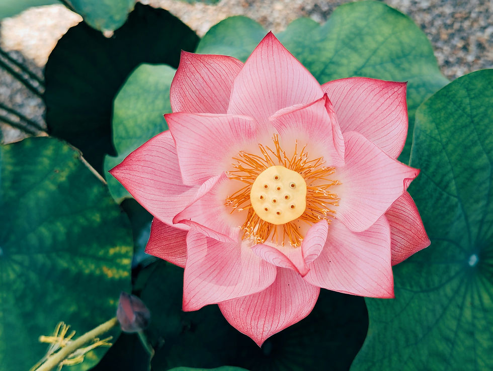 Pink lotus flower with yellow center surrounded by green leaves, set against a natural background. The scene feels serene and vibrant.