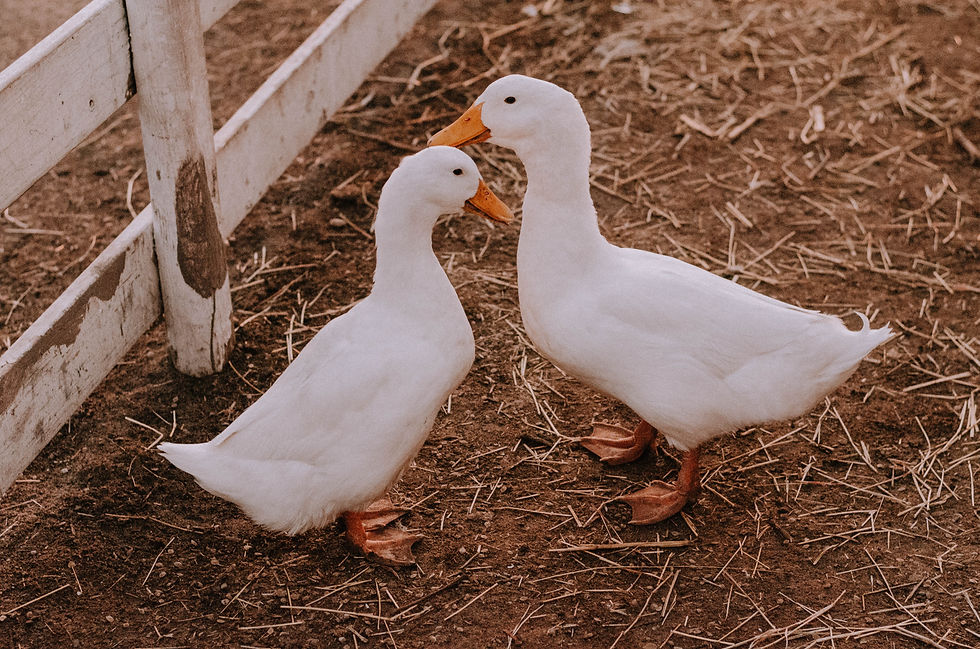 Ducks