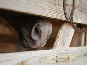 Réflexion sur la difficulté de trouver une écurie réellement adaptée aux besoins des chevaux et sur l’importance du respect et de la sincérité dans le choix d’un lieu.