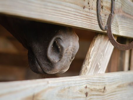 Réflexion sur la difficulté de trouver une écurie réellement adaptée aux besoins des chevaux et sur l’importance du respect et de la sincérité dans le choix d’un lieu.