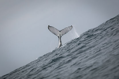 Image by Jeroen van de Water