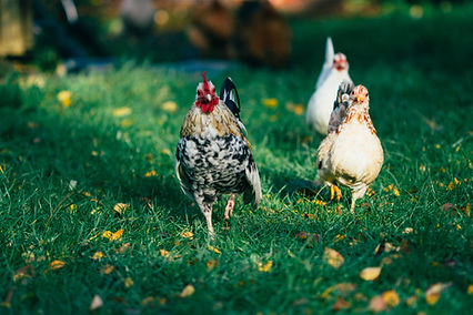 Image by Sarah Halliday