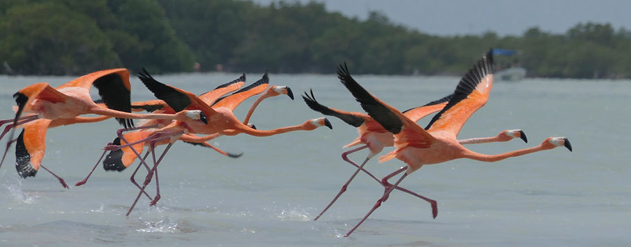 Pink Flamingos Mexico taking off on the water Lake lagoon