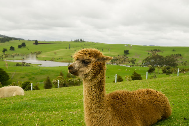 Alpaca in a field