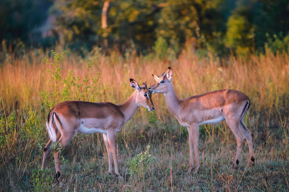 3 Days Serengeti and Ngrongoro Safari Package