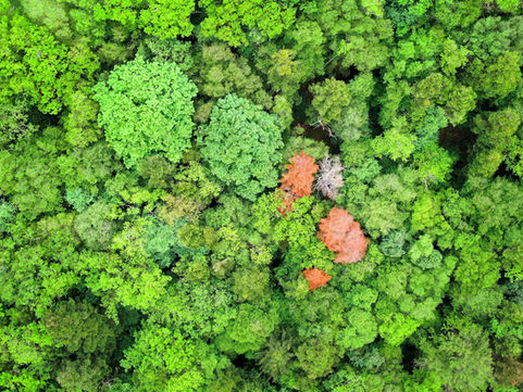 A Sanção Ambiental