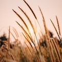 Image by Sang Huynh