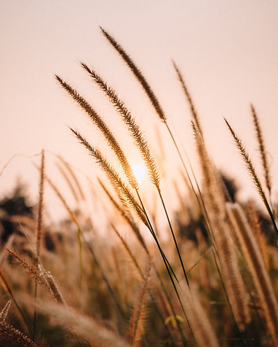 Image by Sang Huynh