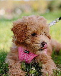 maltipoo breeder The doodle club
