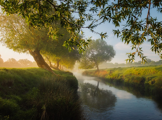 Tree planted by a brook