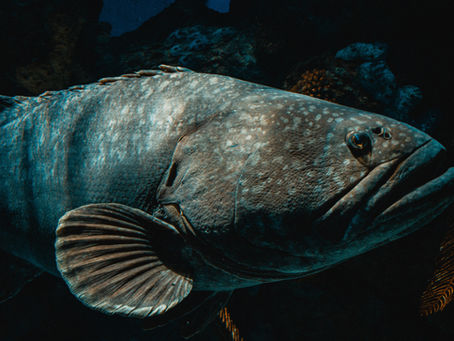 Living Fossils: Animals That Time Forgot