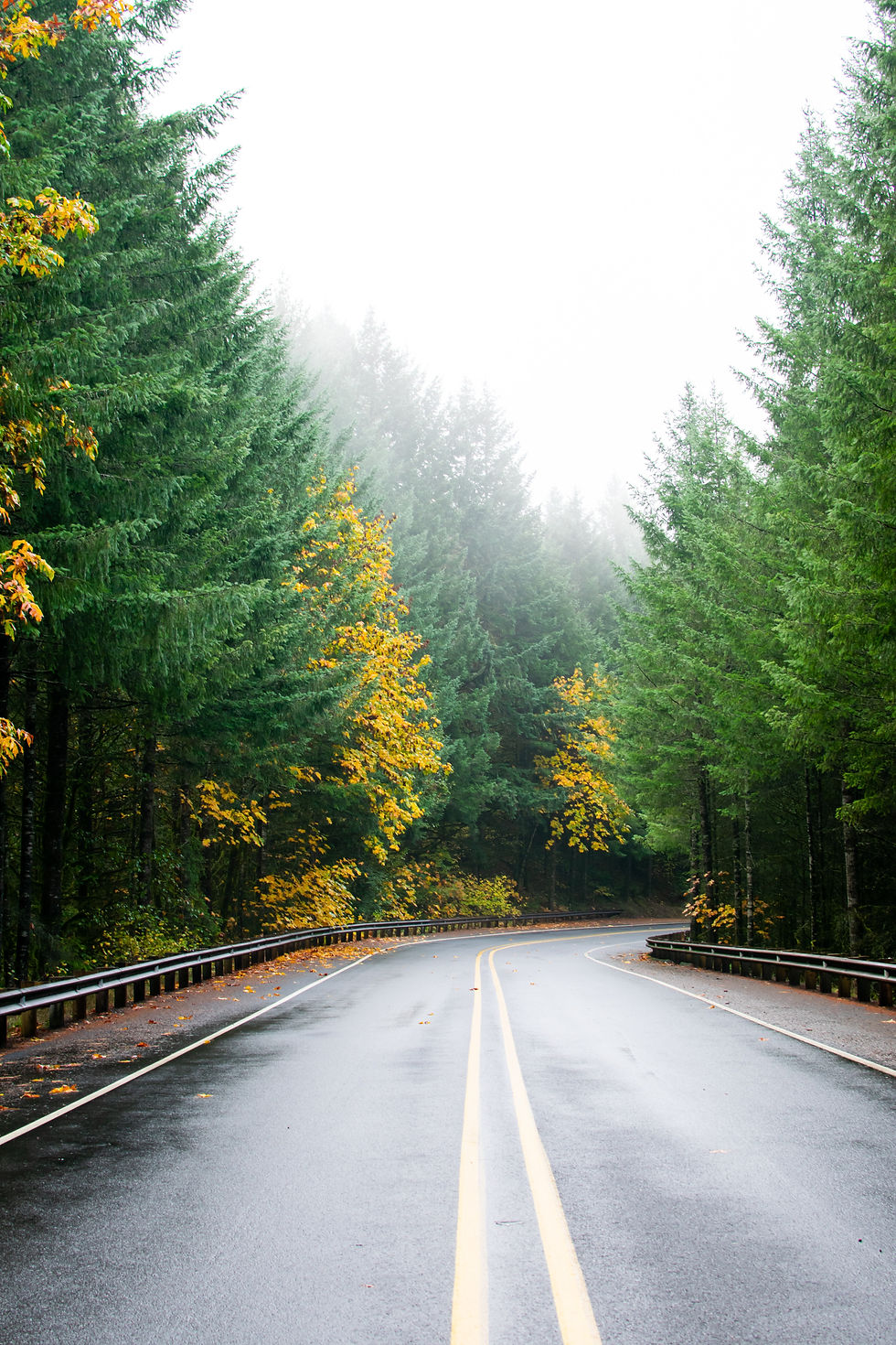 forested road