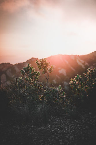 Image by Collins Lesulie