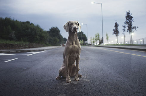 Image by Atanas Teodosiev
