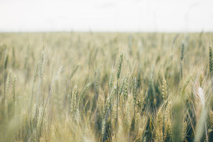 Image by Rodion Kutsaev